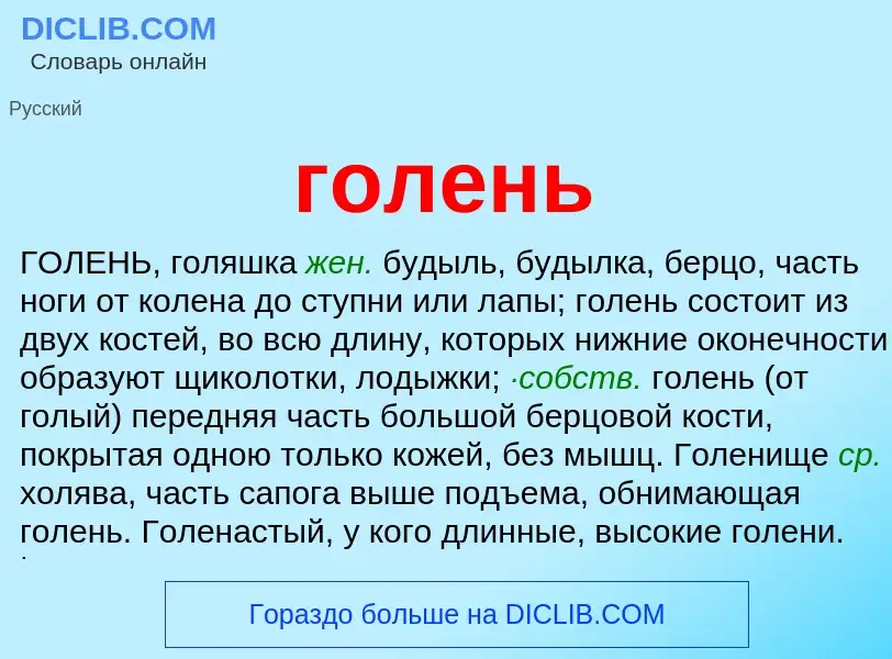 What is голень - definition