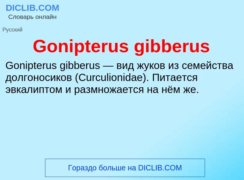 Что такое Gonipterus gibberus - определение