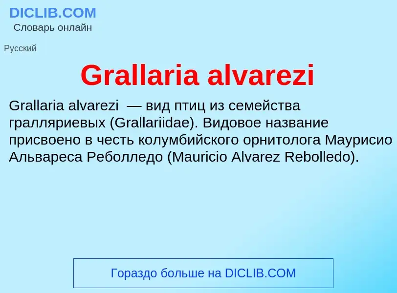 Что такое Grallaria alvarezi - определение