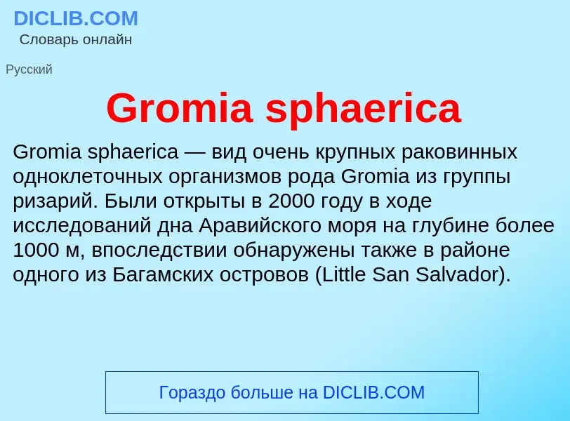 Что такое Gromia sphaerica - определение