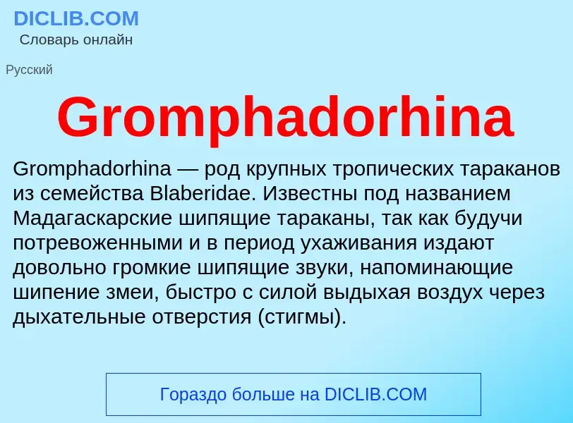 Was ist Gromphadorhina - Definition