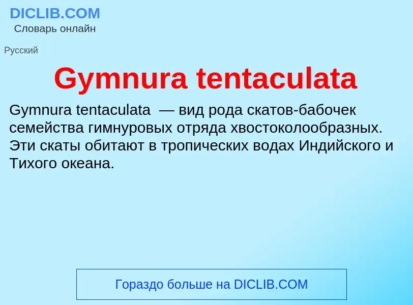 What is Gymnura tentaculata - meaning and definition