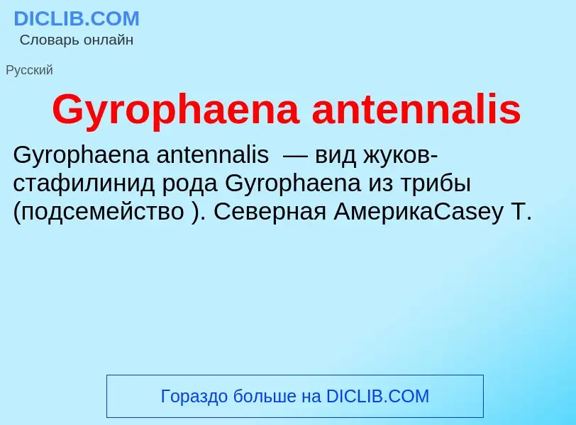 Che cos'è Gyrophaena antennalis - definizione