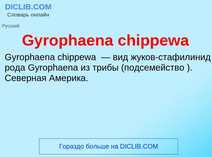 What is Gyrophaena chippewa - meaning and definition