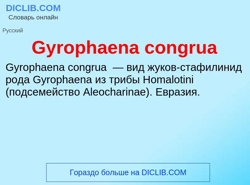 What is Gyrophaena congrua - meaning and definition