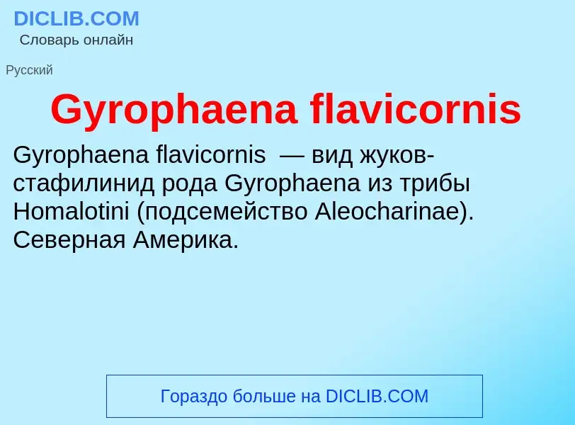 Τι είναι Gyrophaena flavicornis - ορισμός