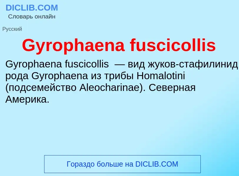 What is Gyrophaena fuscicollis - meaning and definition