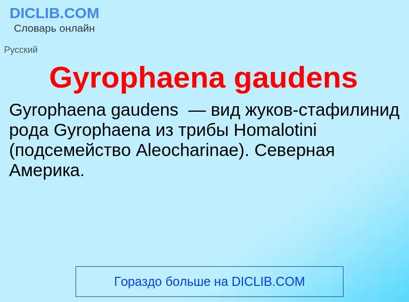 Was ist Gyrophaena gaudens - Definition