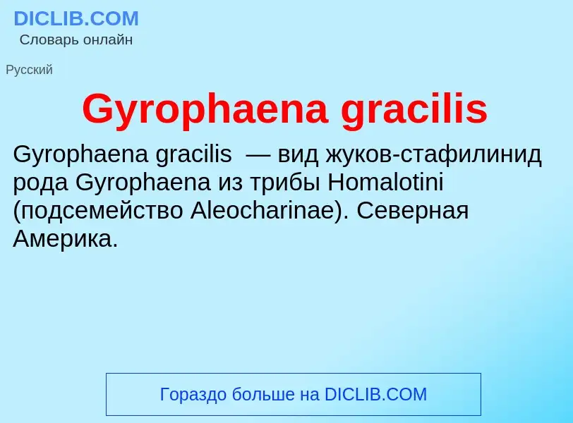 Was ist Gyrophaena gracilis - Definition