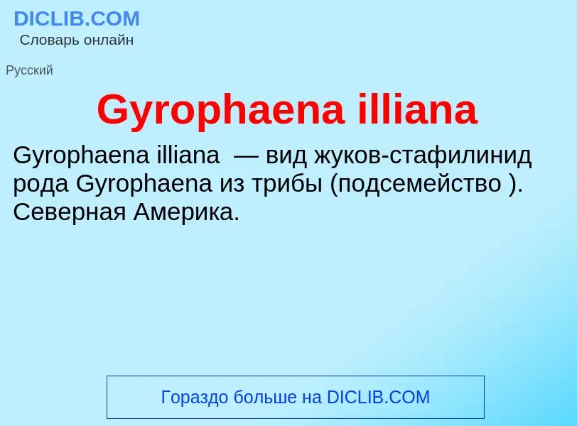 ¿Qué es Gyrophaena illiana? - significado y definición