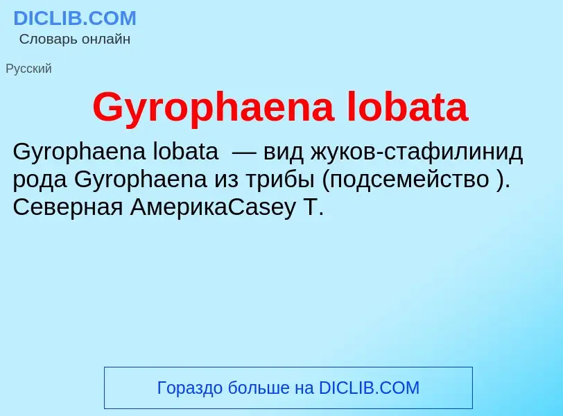 What is Gyrophaena lobata - meaning and definition