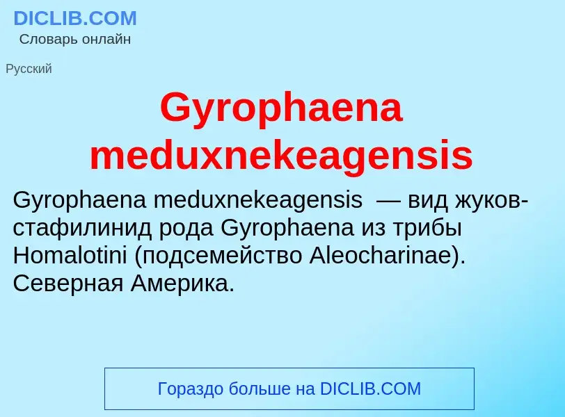 Was ist Gyrophaena meduxnekeagensis - Definition