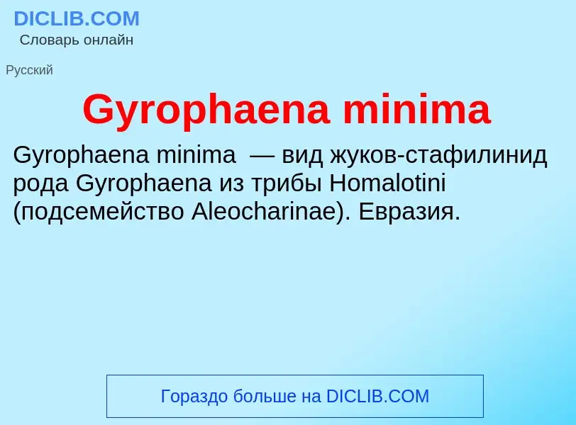 What is Gyrophaena minima - meaning and definition