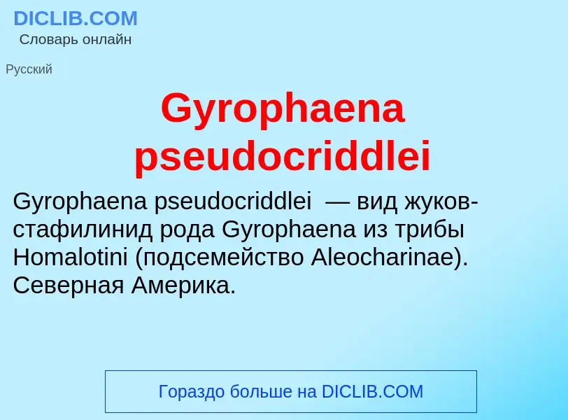 Was ist Gyrophaena pseudocriddlei - Definition