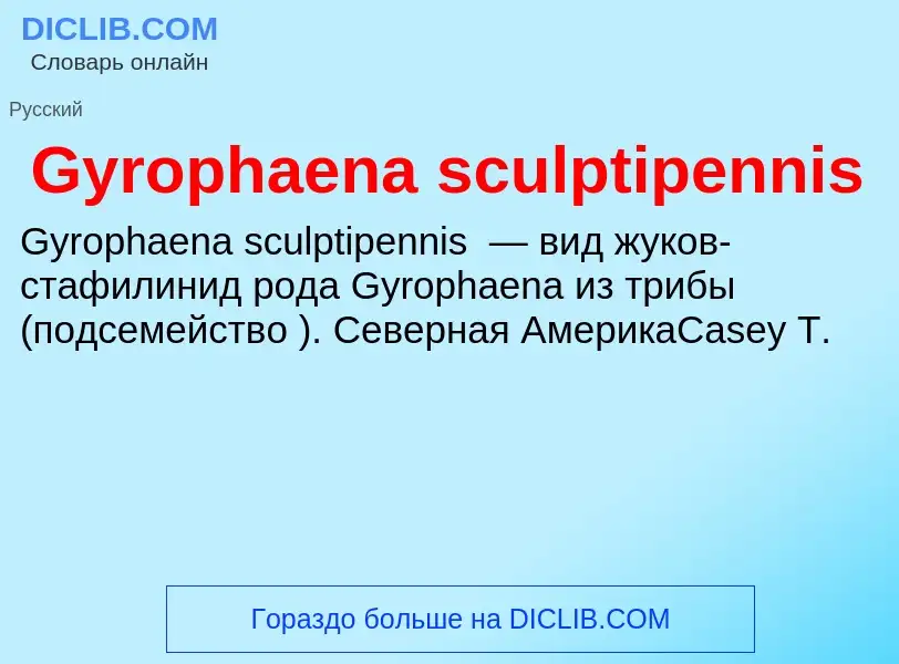 Was ist Gyrophaena sculptipennis - Definition