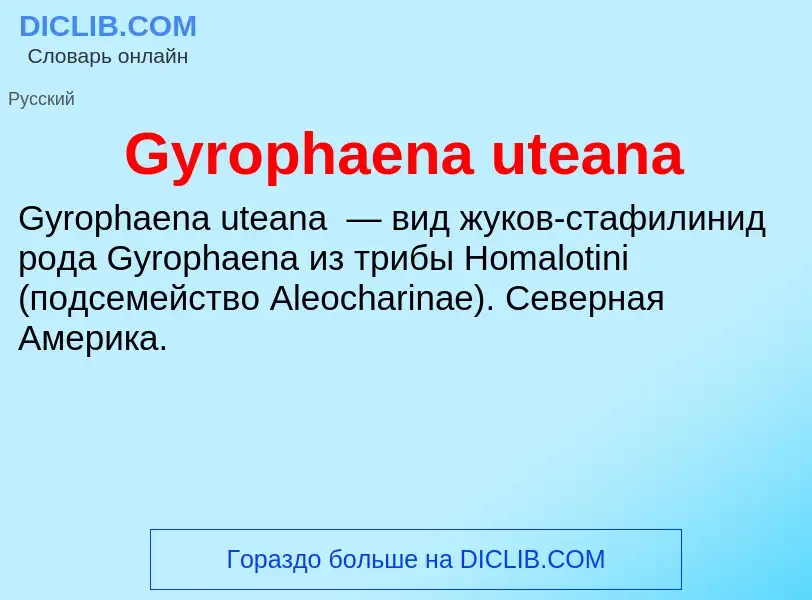 ¿Qué es Gyrophaena uteana? - significado y definición