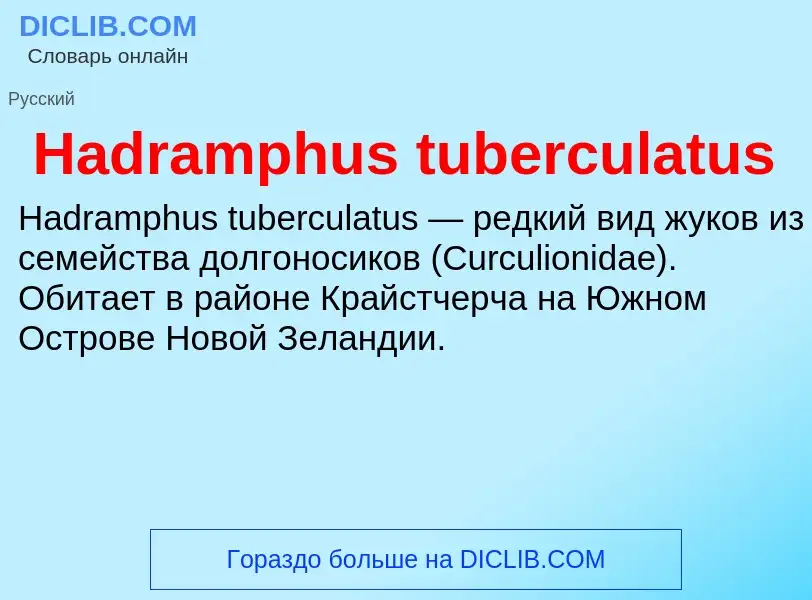 What is Hadramphus tuberculatus - meaning and definition