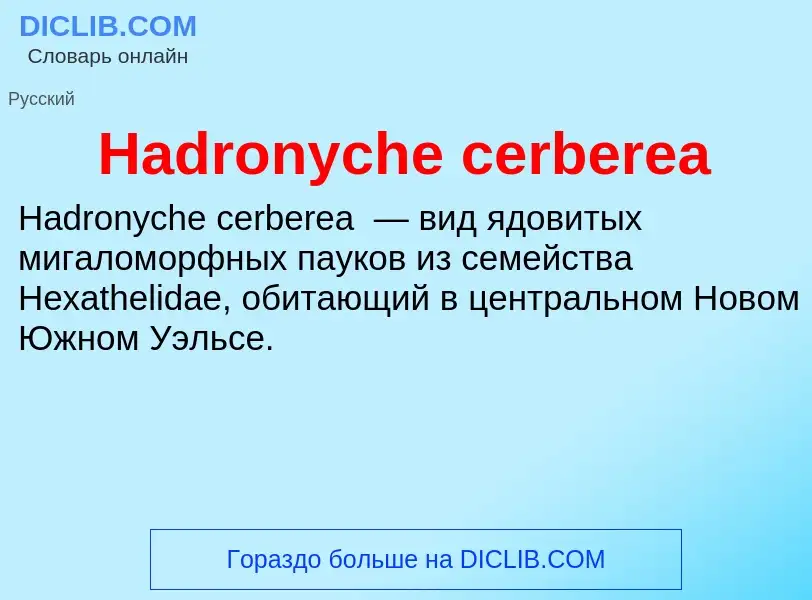 What is Hadronyche cerberea - meaning and definition