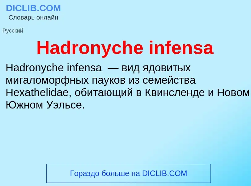 What is Hadronyche infensa - meaning and definition