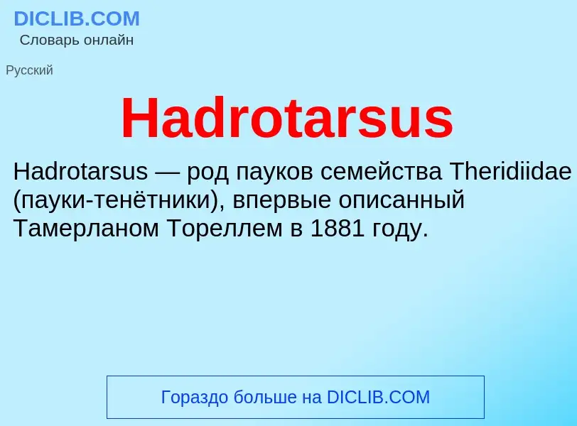 What is Hadrotarsus - meaning and definition