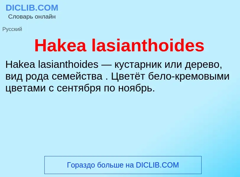 What is Hakea lasianthoides - meaning and definition