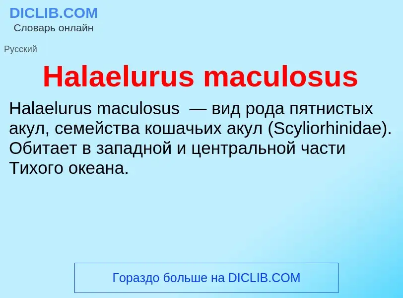 What is Halaelurus maculosus - meaning and definition