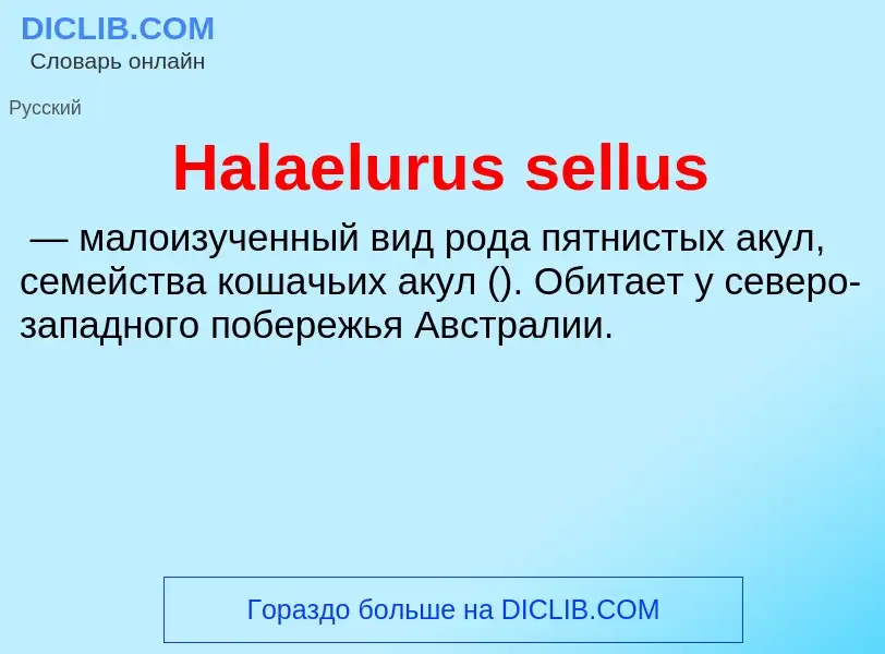 What is Halaelurus sellus - meaning and definition