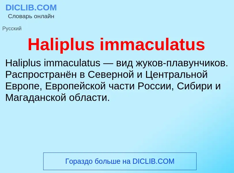 What is Haliplus immaculatus - meaning and definition