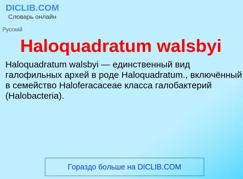 What is Haloquadratum walsbyi - meaning and definition