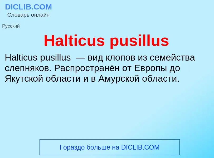 What is Halticus pusillus - meaning and definition