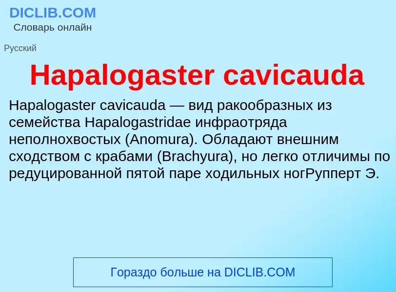 What is Hapalogaster cavicauda - meaning and definition