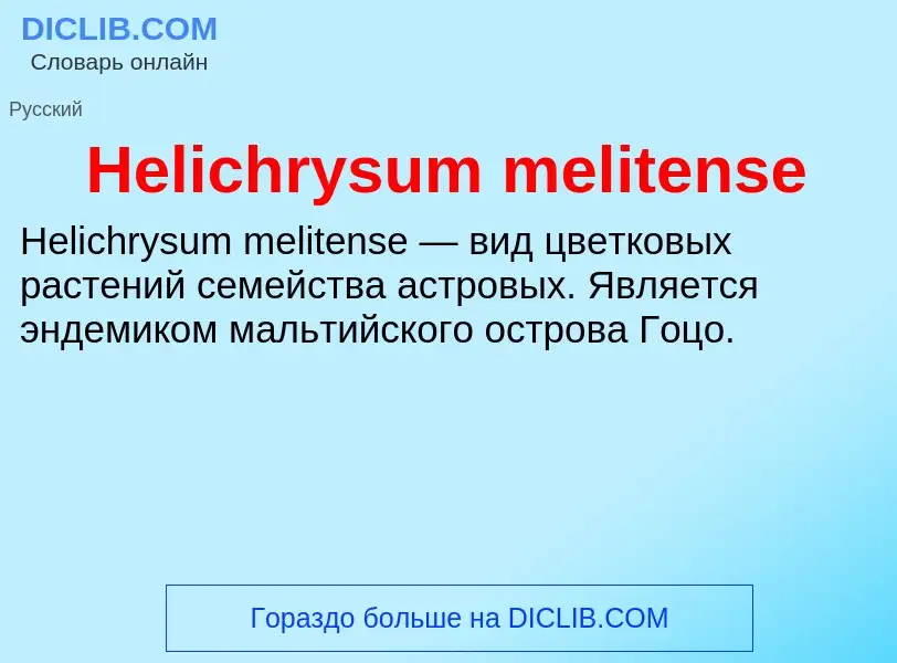 What is Helichrysum melitense - meaning and definition