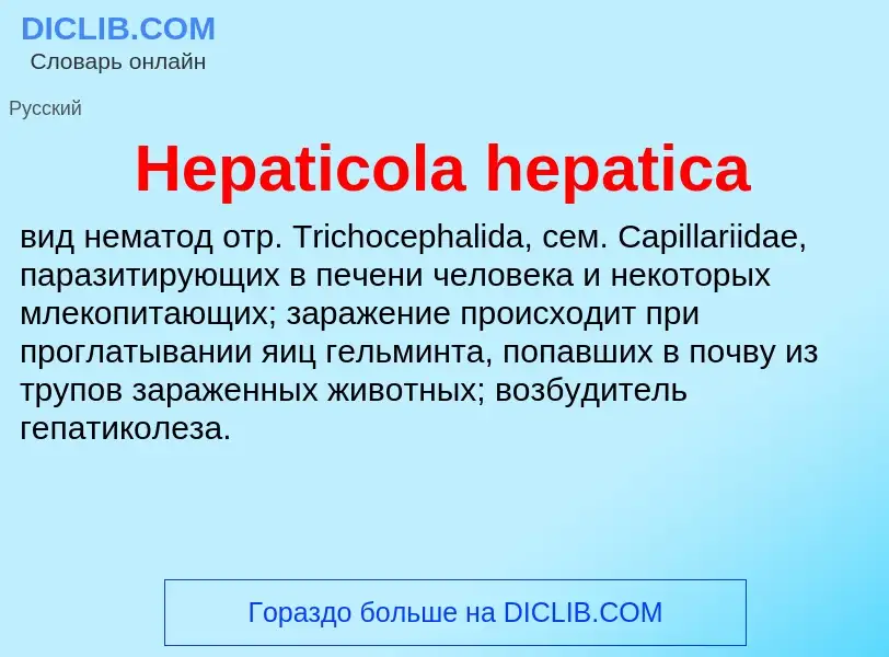 What is Hepaticola hepatica - meaning and definition