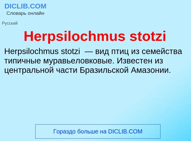 What is Herpsilochmus stotzi - meaning and definition