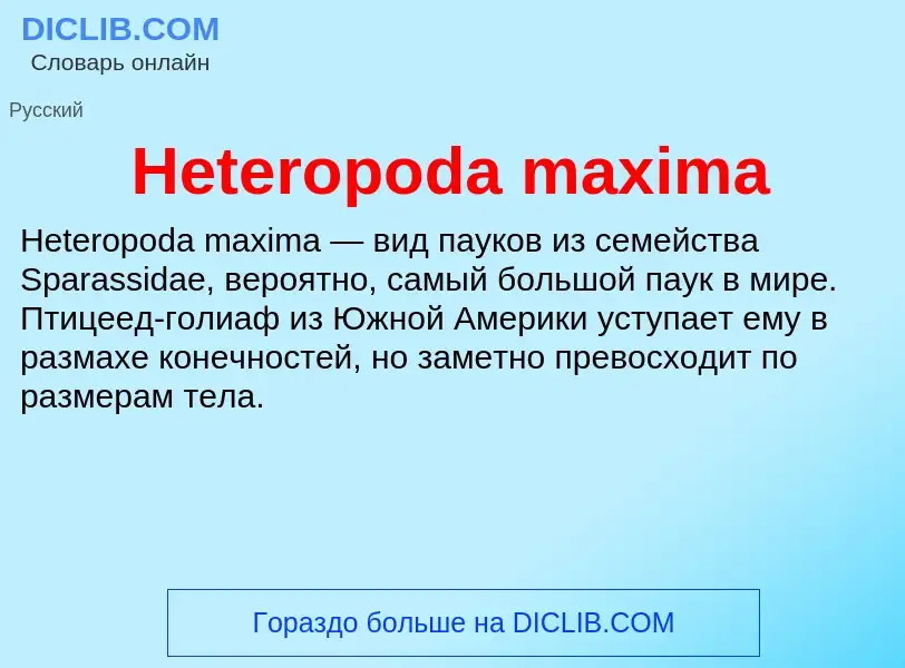 What is Heteropoda maxima - meaning and definition