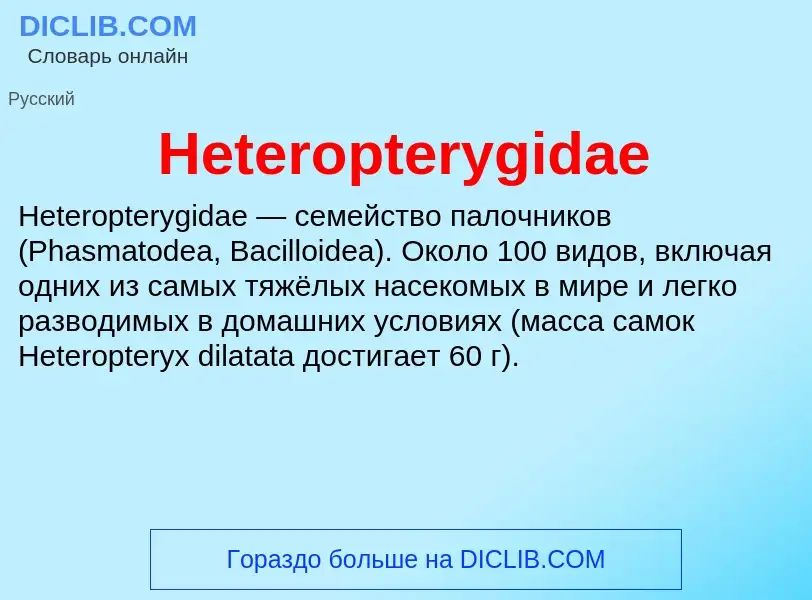 What is Heteropterygidae - meaning and definition