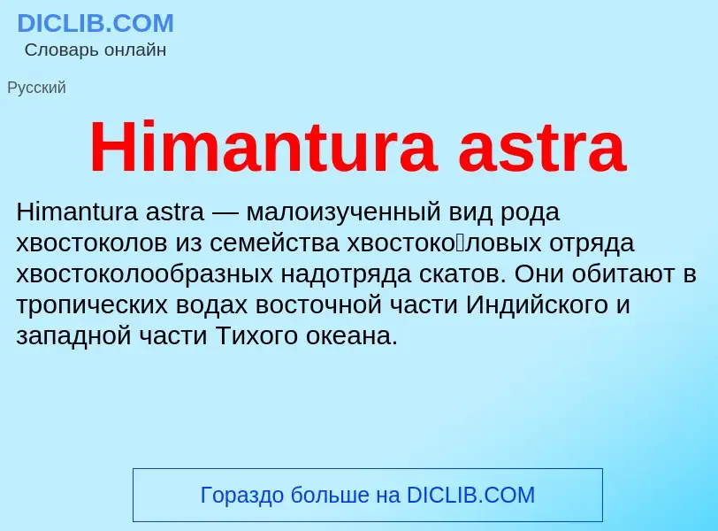 What is Himantura astra - meaning and definition