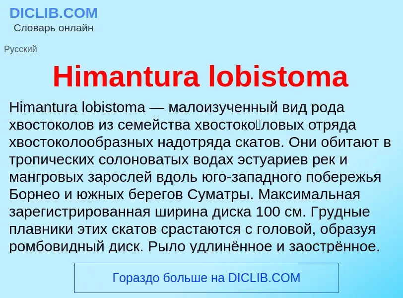 What is Himantura lobistoma - meaning and definition