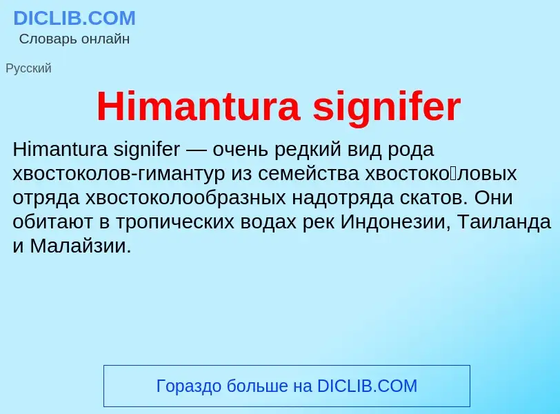 What is Himantura signifer - meaning and definition