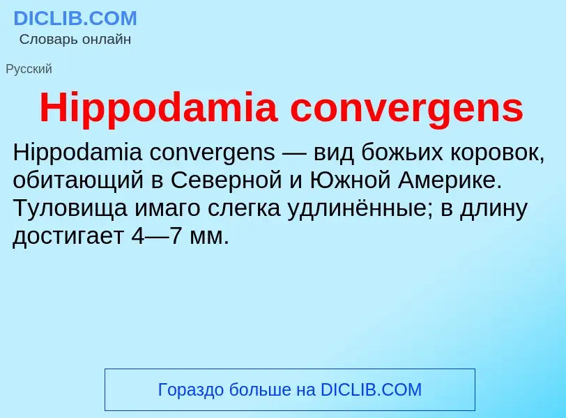 What is Hippodamia convergens - meaning and definition