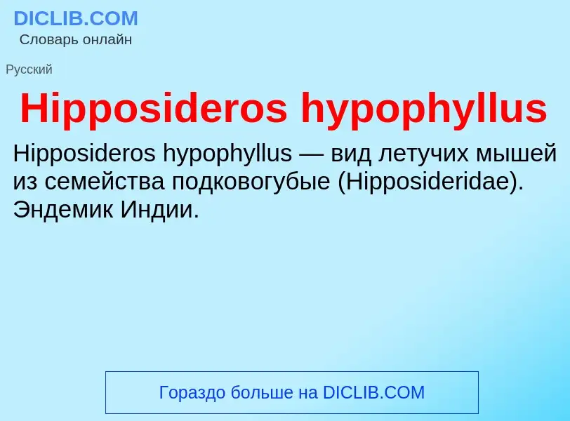 What is Hipposideros hypophyllus - meaning and definition