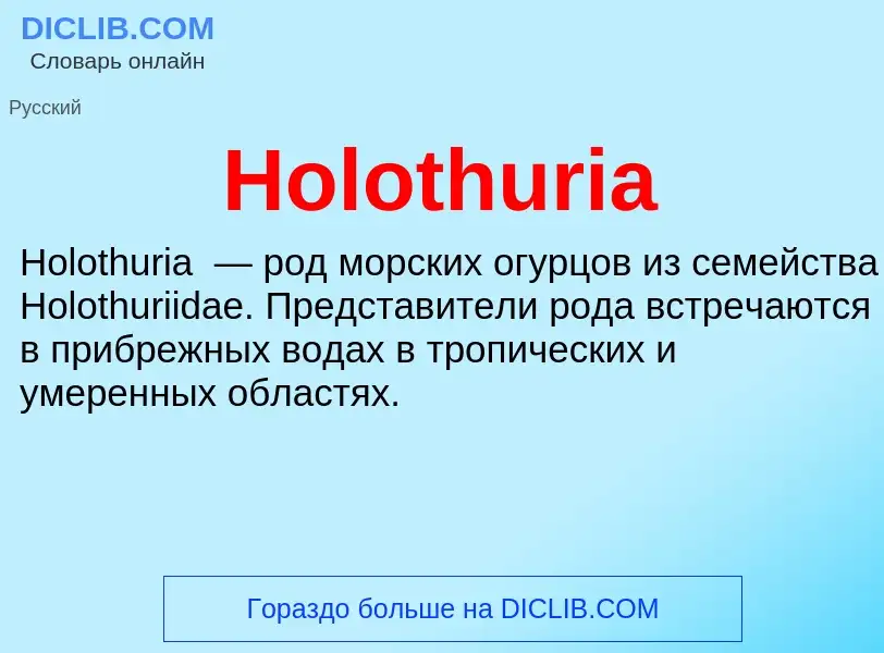 What is Holothuria - meaning and definition