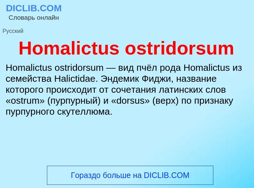 What is Homalictus ostridorsum - meaning and definition