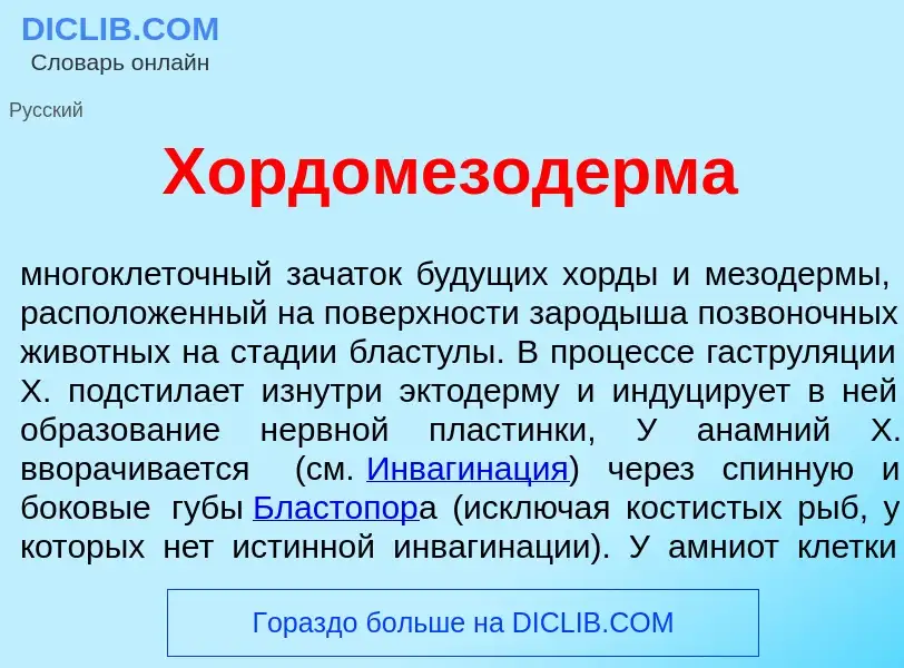 Что такое Хордомезод<font color="red">е</font>рма - определение