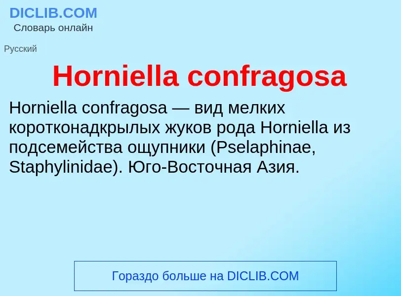 What is Horniella confragosa - definition