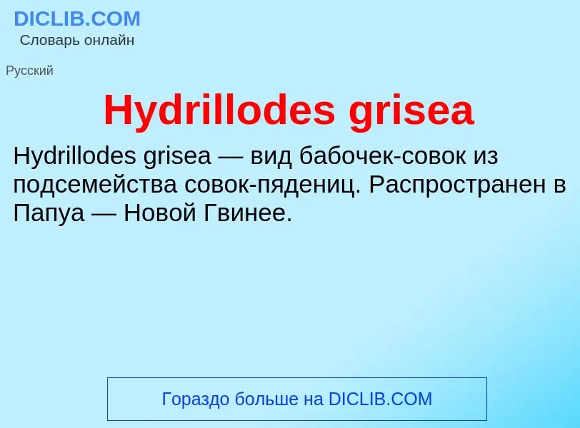 Was ist Hydrillodes grisea - Definition