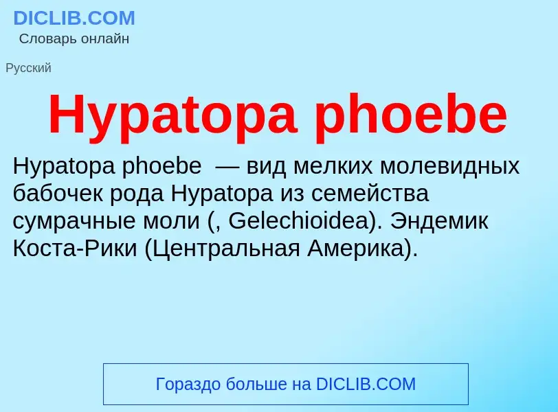 Was ist Hypatopa phoebe - Definition