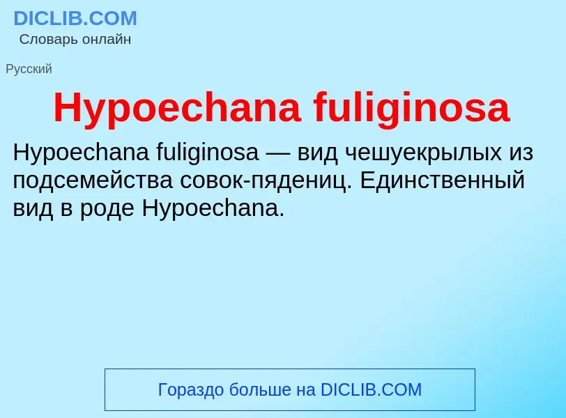 Что такое Hypoechana fuliginosa - определение