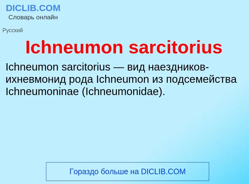 Τι είναι Ichneumon sarcitorius - ορισμός