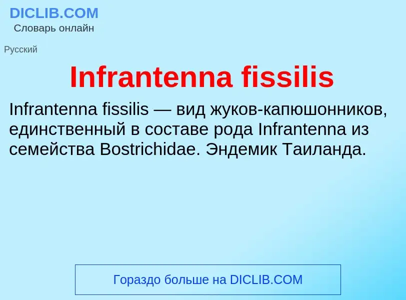 Что такое Infrantenna fissilis - определение